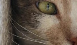 猫之城最新爆料视频网站,最新爆料视频网站带你探秘喵星人的网络世界